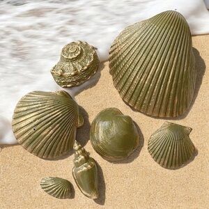 7 Striking Natural Shells For Your Beach Decor